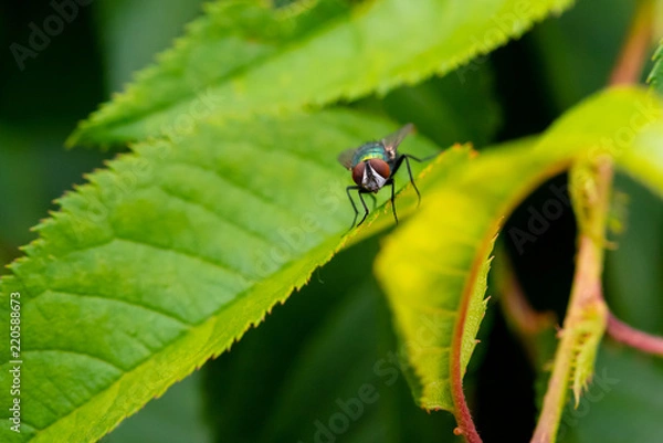 Fototapeta Fly on Leaf