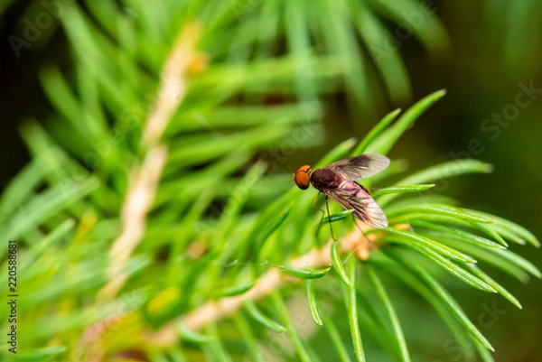 Fototapeta Flying insect on Leaf