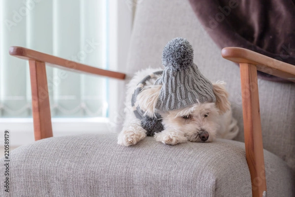 Fototapeta Small dog laying face down on a couch looking sad with winter beanie and scarf on