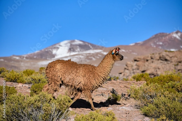 Fototapeta A group of Greater Rhea / Nandu (Rhea americana) graze on the Altiplano, in the Eduardo Avaroa National Reserve, Uyuni, Bolivia