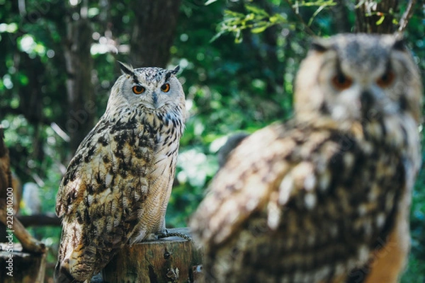 Obraz フクロウ／北海道初のサファリパーク「ノースサファリサッポロ」