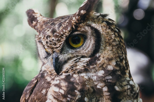 Obraz フクロウ／北海道初のサファリパーク「ノースサファリサッポロ」