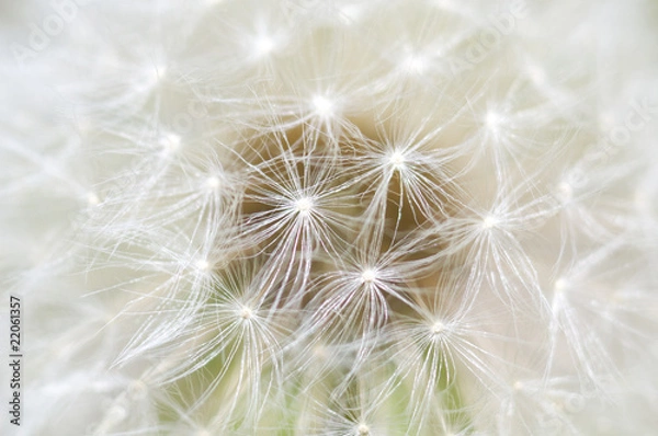 Obraz タンポポの種