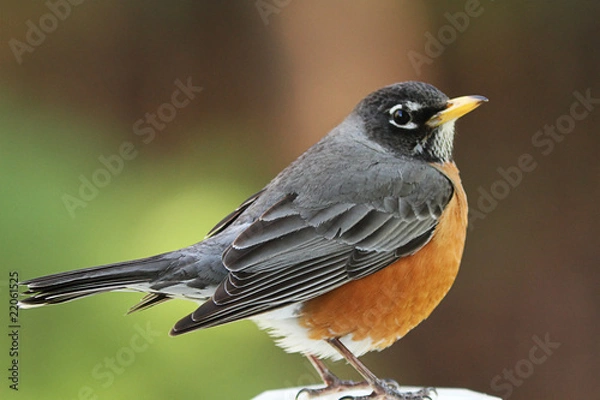 Obraz American Robin