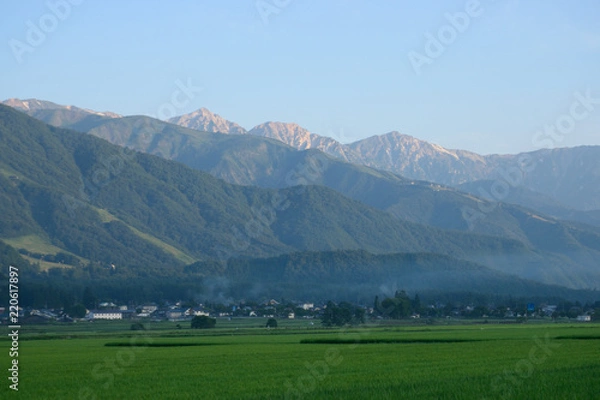 Fototapeta 夏の白馬