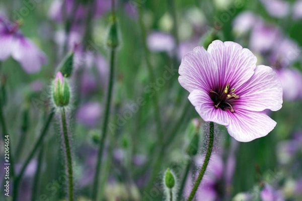 Obraz Storchschnabel mit Knospen