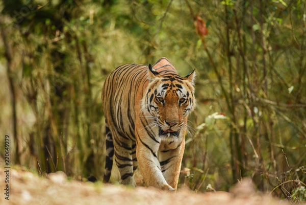 Fototapeta A male tiger on territory marking in morning safari at kanha tiger reserve