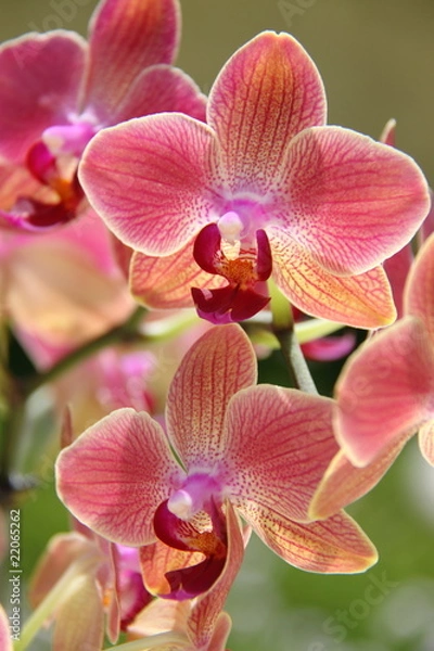 Obraz Orchidées
