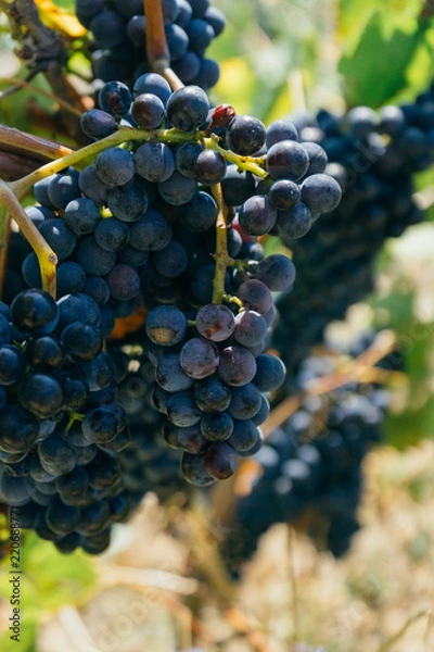 Obraz Close up of a purple grapevine in a french vineyard