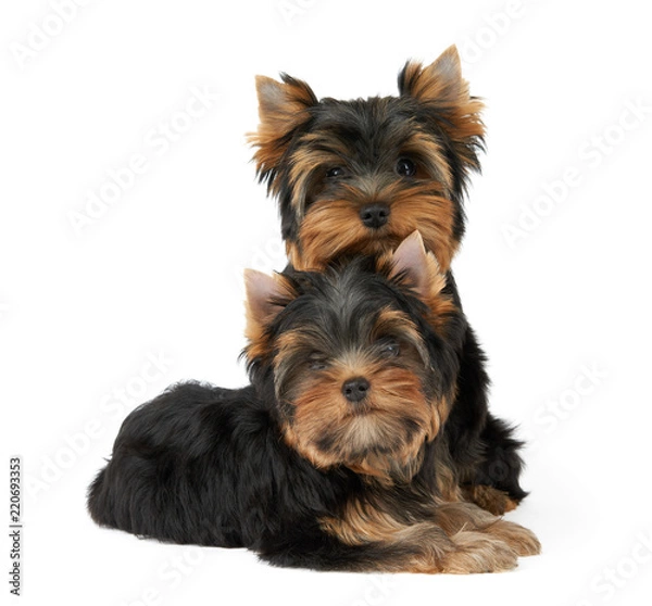 Obraz Two cute puppies