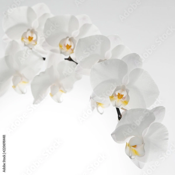 Obraz biały storczyk na białym tle