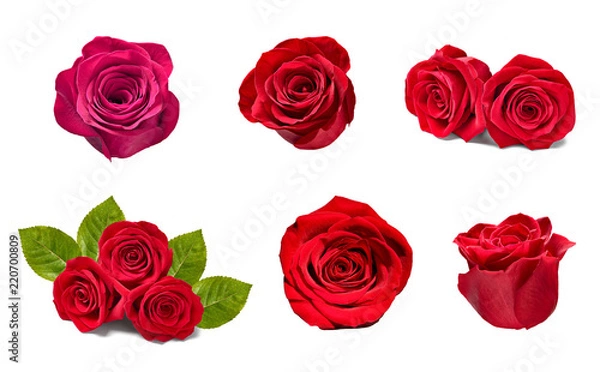 Obraz flower rose petal blosspm background