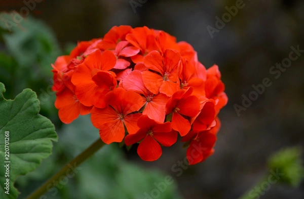 Obraz Czerwone kwiaty pelargonii w letnim ogrodzie.
Kwitnące pelargonie Rośliny ogrodowe
koncepcja. selektywna ostrość.