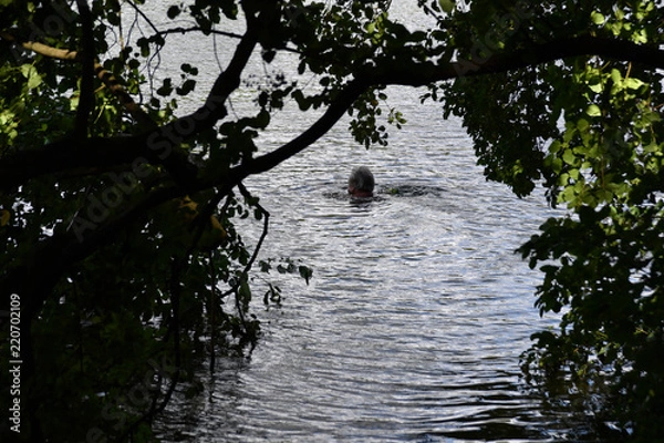 Fototapeta A male swimmer in a lake in Berlin. A view through trees to a lake.