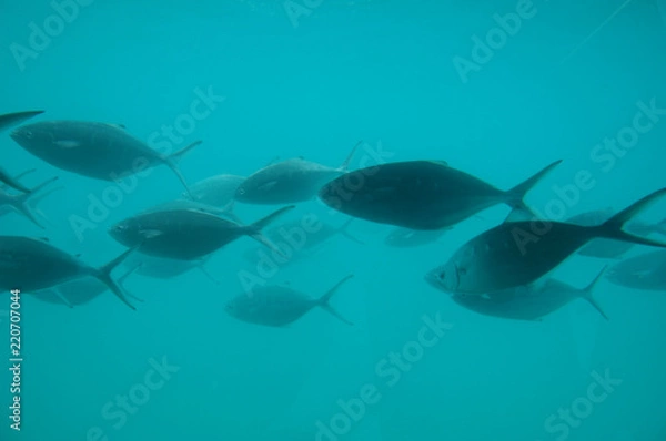 Fototapeta pesci