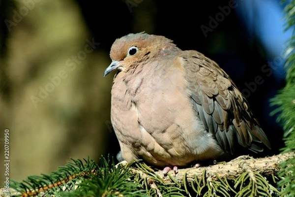 Obraz DOVE IN A SPRUCE TREE