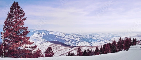 Obraz red pine panorama