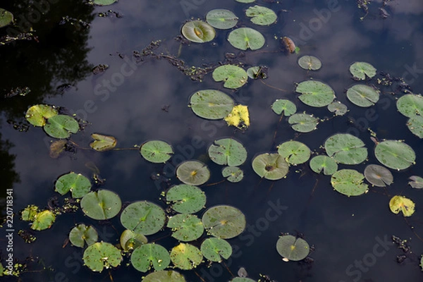 Obraz Lily pads