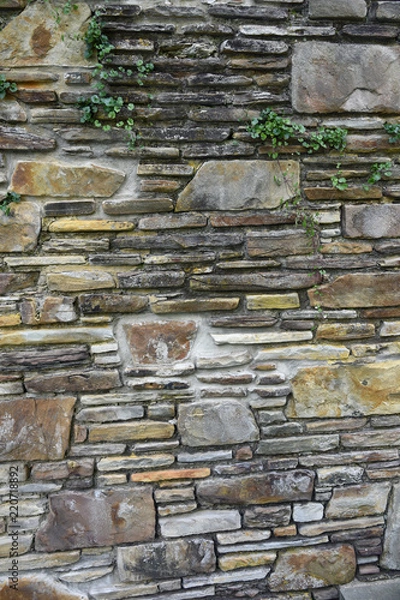 Obraz stone wall with ivy