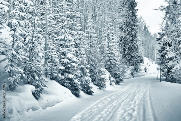 Obraz snowy path 4  of 9