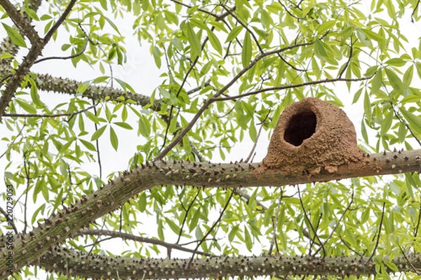 Obraz Red ovenbird house