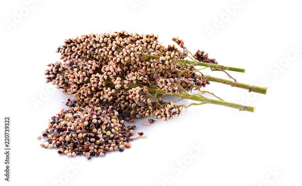 Obraz sorghum isolated on white background