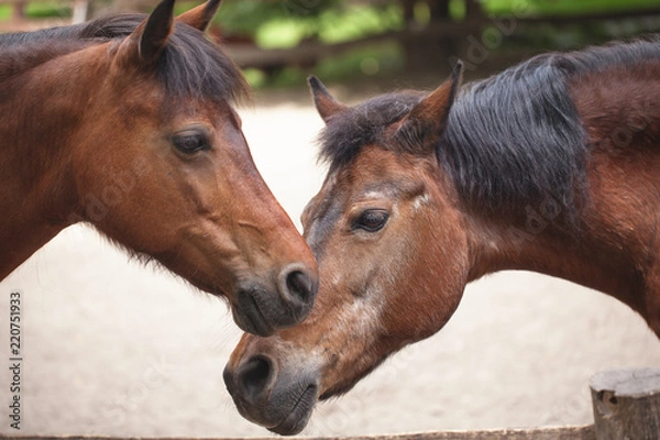 Obraz two horses stand