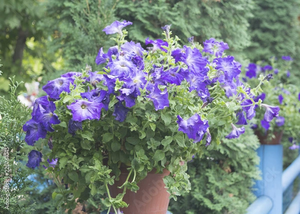 Fototapeta Blue petunia