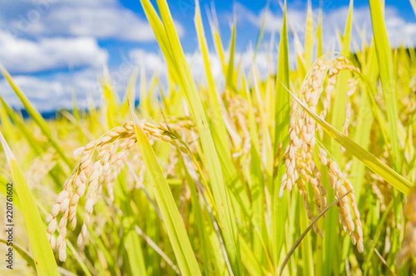 Fototapeta 稲刈り