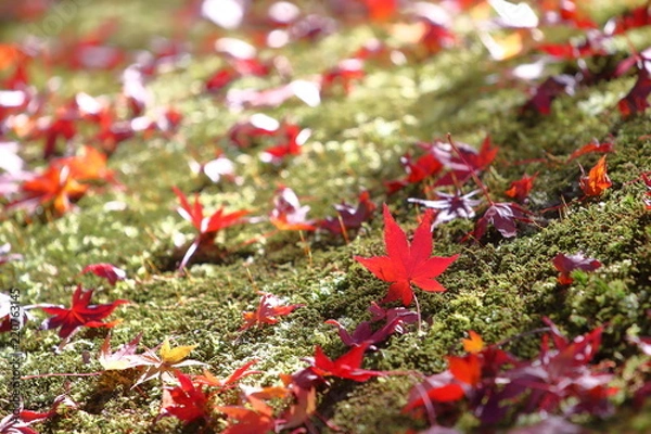 Fototapeta 苔に浮かぶ紅葉