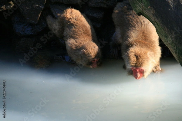 Fototapeta ニホンザル（スノーモンキー）