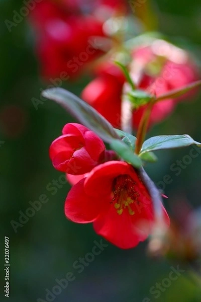 Fototapeta cognassier