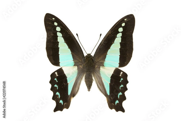 Obraz Butterfly - Blue Triangle, Graphium sarpedon
