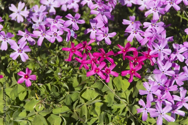 Obraz 國田家の芝桜／岐阜県郡上市