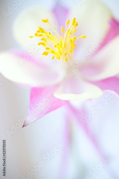 Obraz flower. macro