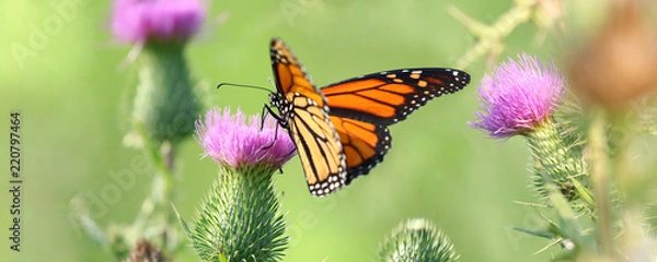 Obraz monarch butterfly