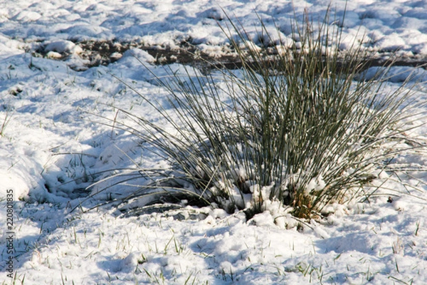 Obraz Winterlandschaft mit grüner Pflanze