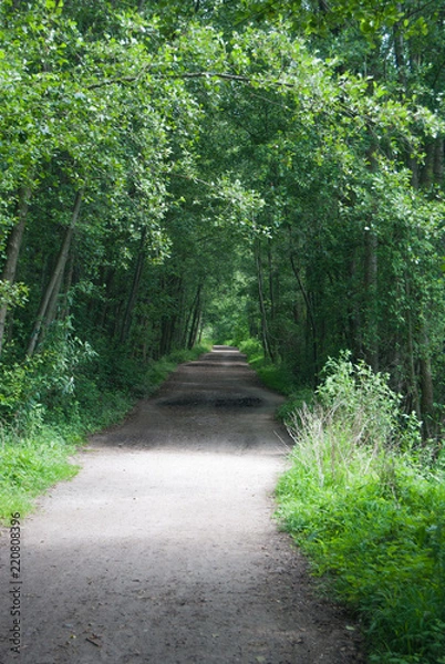 Fototapeta Empty pedestrian path in the park