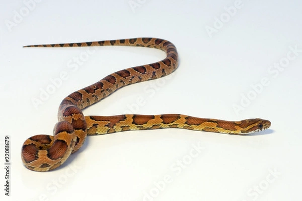 Fototapeta Corn snake