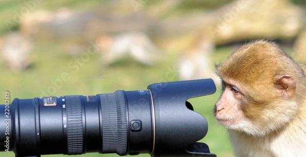 Obraz neugiriger Waldaffe