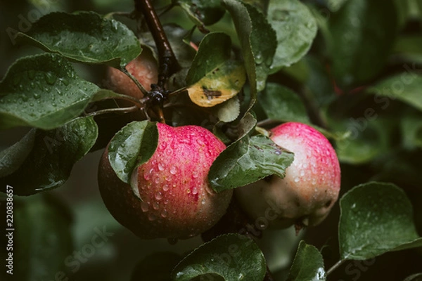 Obraz Fresh apples on a tree