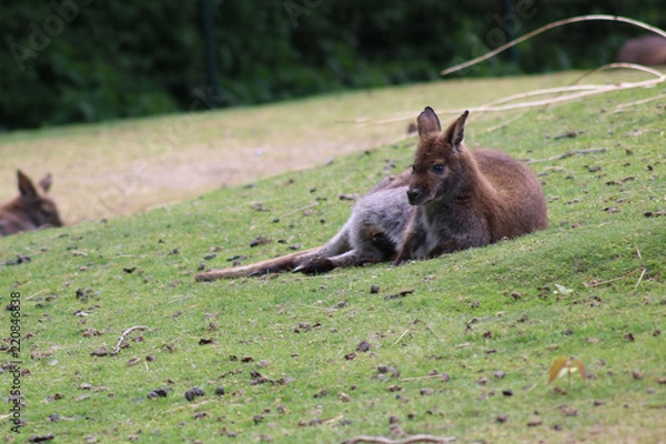 Fototapeta Kangaroo #1