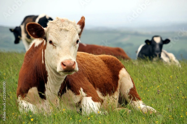 Obraz Hereford cow sitting with other Friesian cattle on a hilltop pasture field with misty background