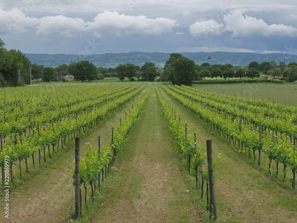 Fototapeta vigneto di Grechetto di Assisi