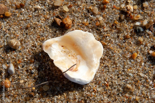 Fototapeta Macro Shell 2 white isolated