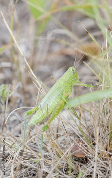 Obraz Showy Grasshopper (Hesperotettix speciosus) in Grassy Habitat in Eastern Colorado