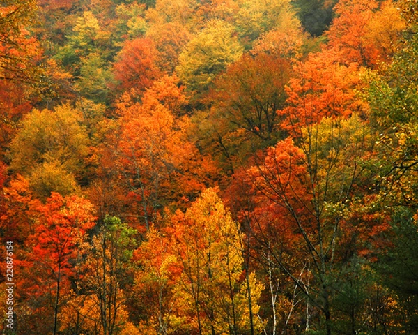 Obraz Fall Foilage along the scenic Mohawk Trail in Massachusetts,USA