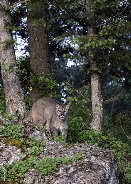 Obraz Mountain Lion on the Prowl
