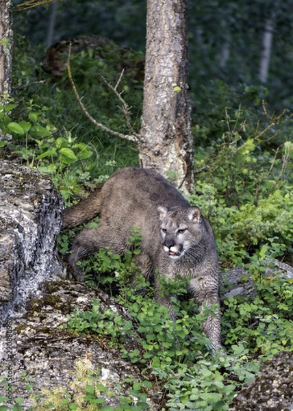 Obraz Mountain Lion Vertical View
