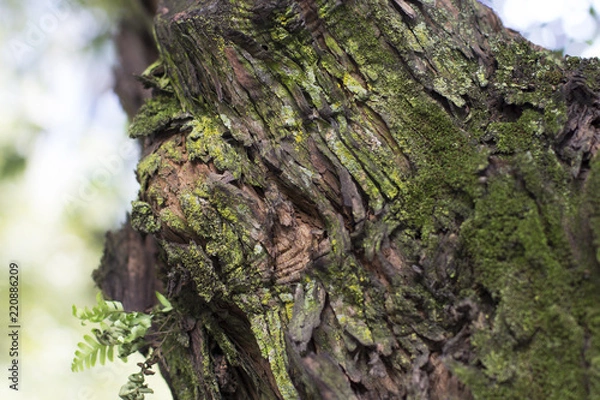 Obraz Musgo y corteza